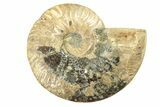 Cut & Polished Ammonite Fossil (Half) - Madagascar #263627-1